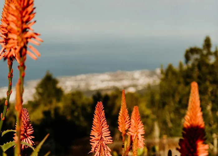 Casa Carballas Isabel Domek alpejski *